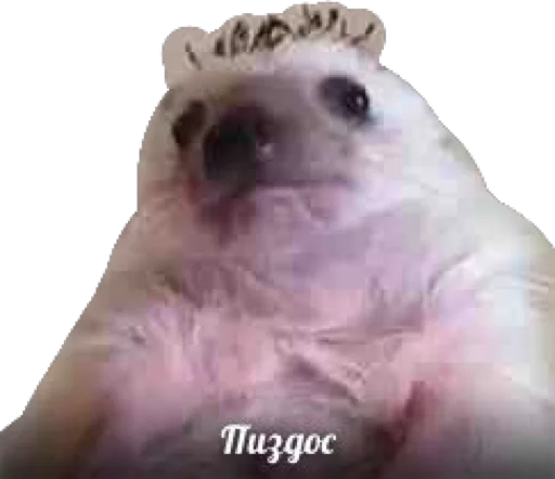 Пакетик Мемов - человеческое лицо