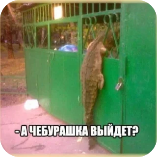 Sticker Мемчикс - 8