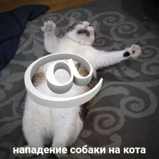 Sticker мемны коты - 8