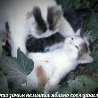 Sticker мемны коты - 6