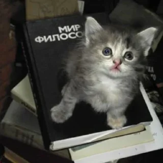 Sticker мемны коты - 3