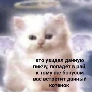 Sticker мемны коты - 1