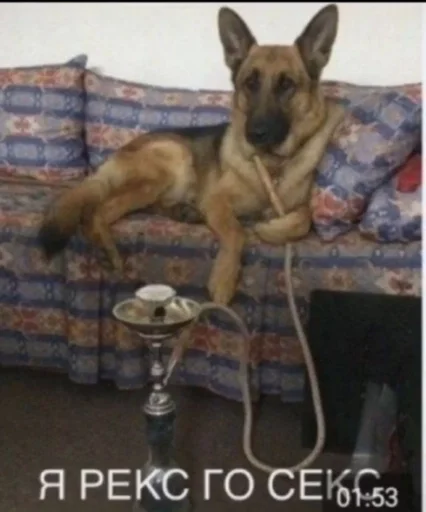 млекопитающее животное домашнее животное