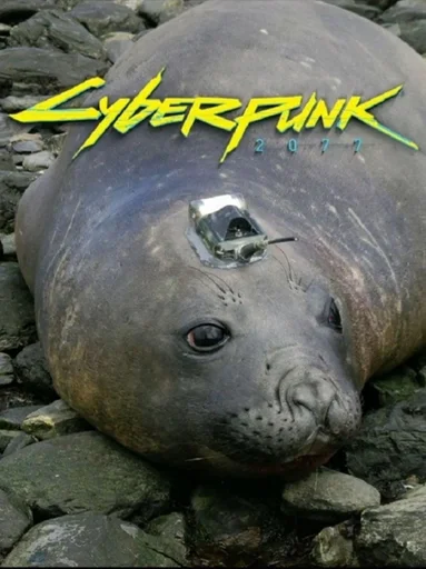 animal mammal aquatic mammal