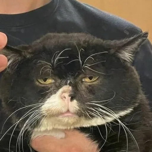 Стикер Meme life - 9