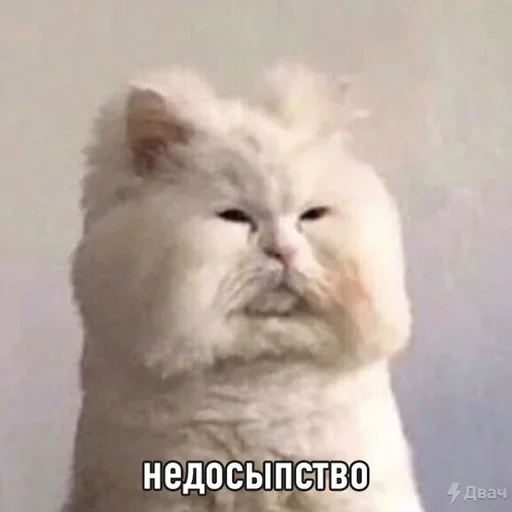 Стикер Meme life - 6