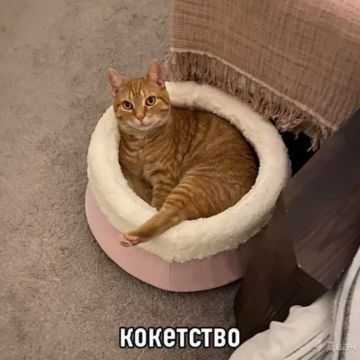 Стикер Meme life - 5