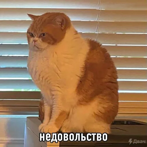 Стикер Meme life - 3