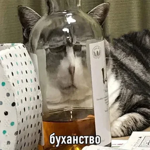 Стикер Meme life - 1