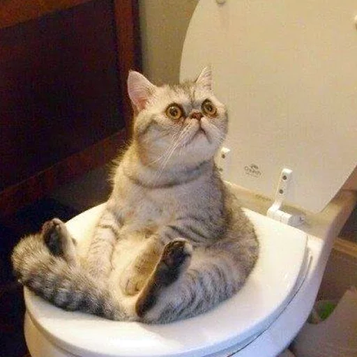 комнатный кошки малого и среднего размера кошачьи