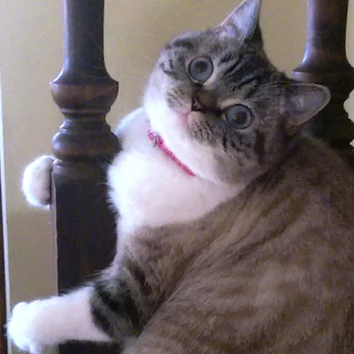 домашняя кошка кошка животное