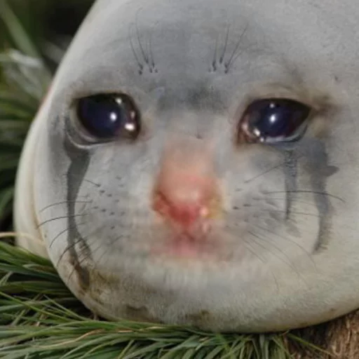 млекопитающее животное на открытом воздухе