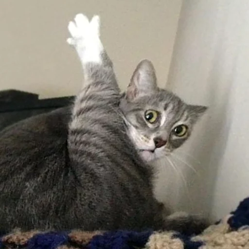 кошка домашняя кошка кошки малого и среднего размера