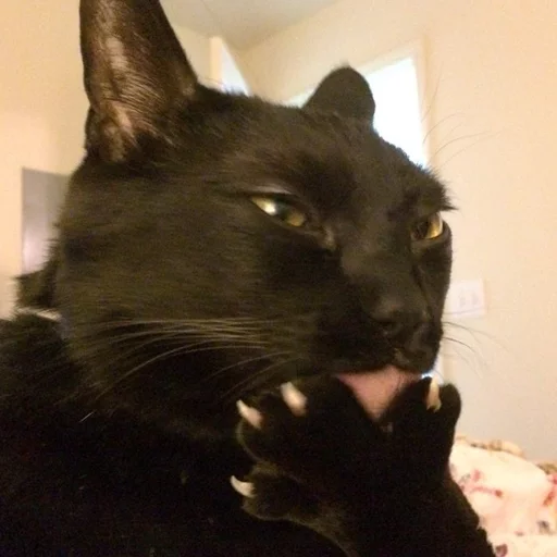 животное млекопитающее чёрная кошка