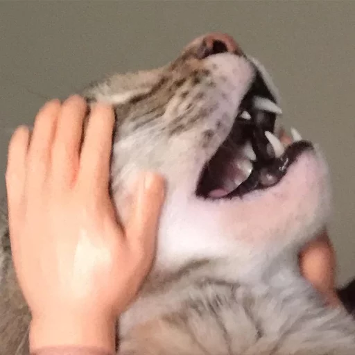 Человек кошачьи кошки малого и среднего размера