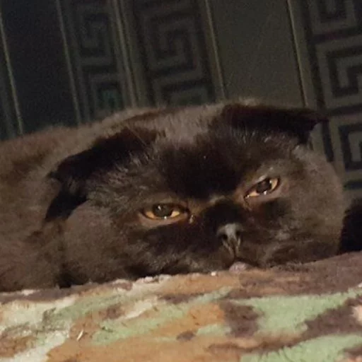 Pussy - small to medium-sized cats