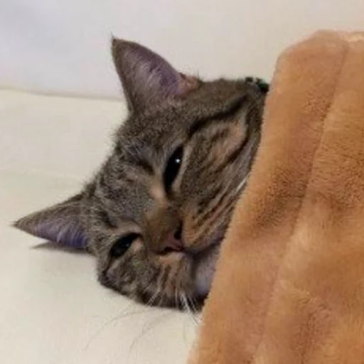 млекопитающее кошка животное