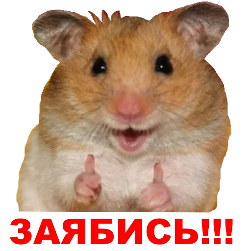 Hamster @stickersb2b - 
