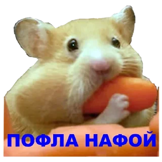 Стикер Hamster @stickersb2b - 4