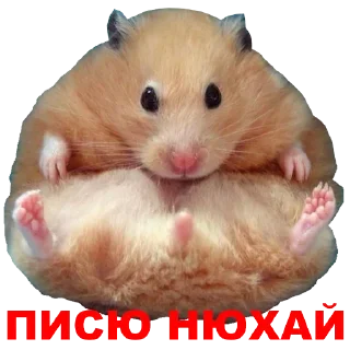 Стикер Hamster @stickersb2b - 3