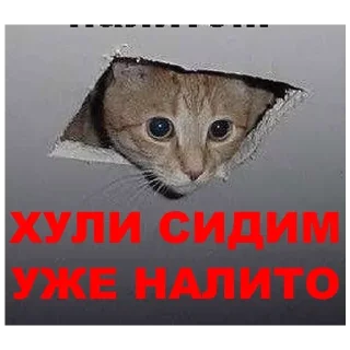 Стикер Hamster @stickersb2b - 5