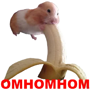 Стикер Hamster @stickersb2b - 2