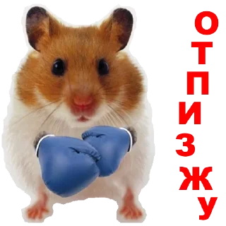 Стикер Hamster @stickersb2b - 11