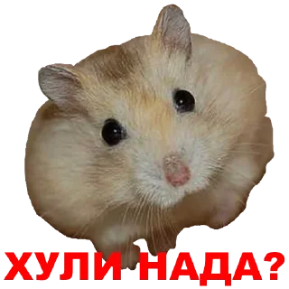 Стикер Hamster @stickersb2b - 8