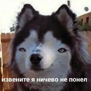 Sticker Мемы - 4