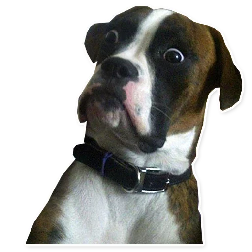 животное собака порода собак