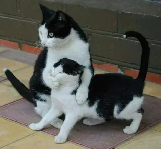 Стикер @UbalataPissuda @ApitaPissuda - 9