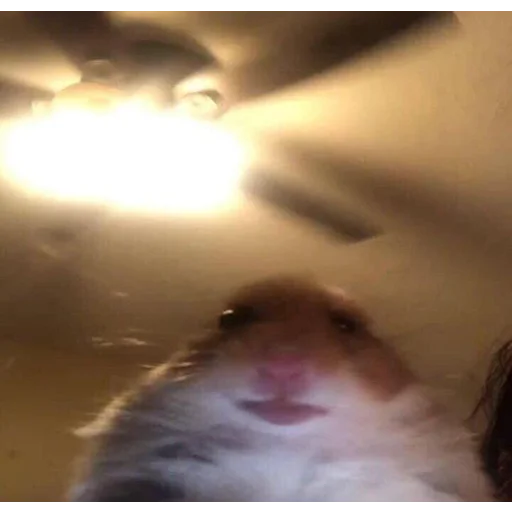 blurry animal mammal