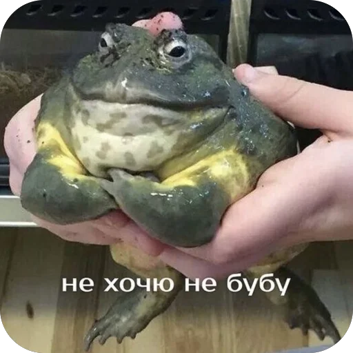 Стикер Memes2100 - 1