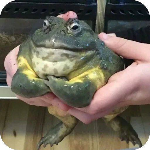 Sticker Memes2100 - 1