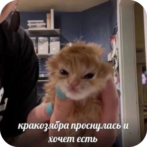 Стикер Memes2100 - 1