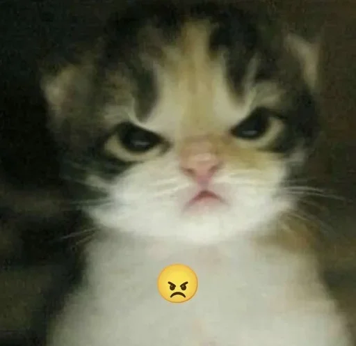 cat mammal small to medium-sized cats