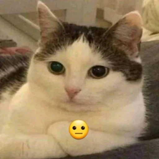 small to medium-sized cats indoor domestic cat