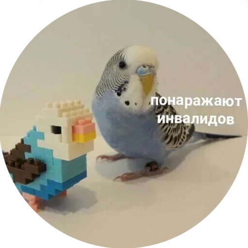 Стикер Memes6_296 - 1