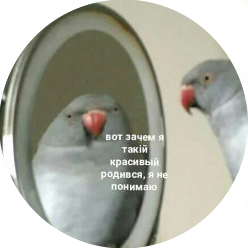 Стикер Memes6_296 - 1