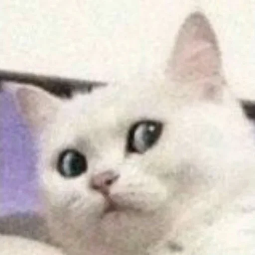 Стикер Memes6_296 - 1