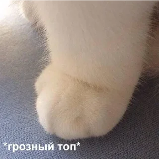 Стикер Мемные - @Tg_stickersu - 5