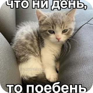 Стикер Memes by Verner - 11