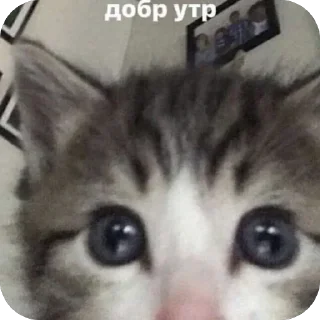 Стикер Memes by Verner - 6