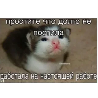 Стикер Memes by Verner - 8