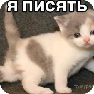 Стикер Memes by Verner - 3