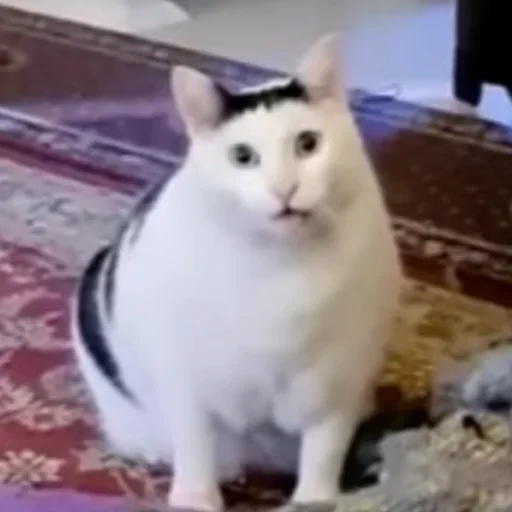 mammal animal domestic cat