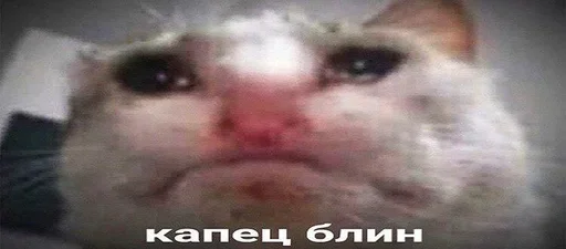 млекопитающее животное домашняя кошка