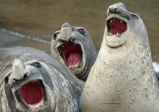 Sticker 🦊A.K.P & NaNoCoRe🦒 - 6