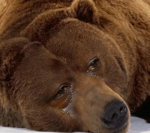 Sticker 🦊A.K.P & NaNoCoRe🦒 - 5