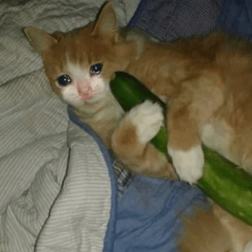 Стикер AmirrezaA - 4